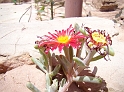Petra (50)